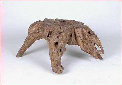 root stool