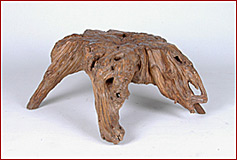 root stool
